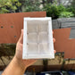 6 Cavity Premium Chocolate Box (10pcs)
