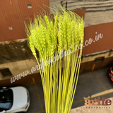 Wheat Bloom Sticks Lime