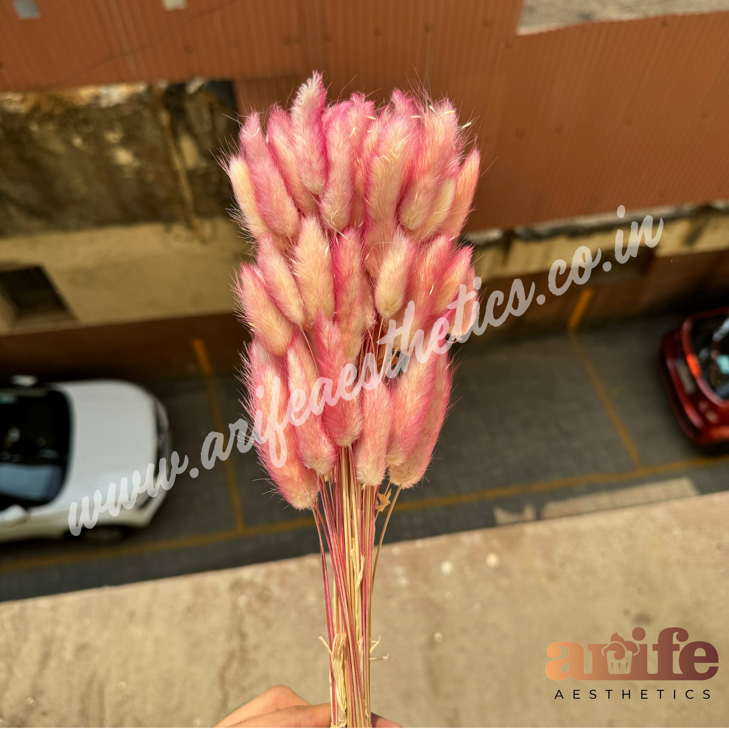 Bunny Tails Fuchsia