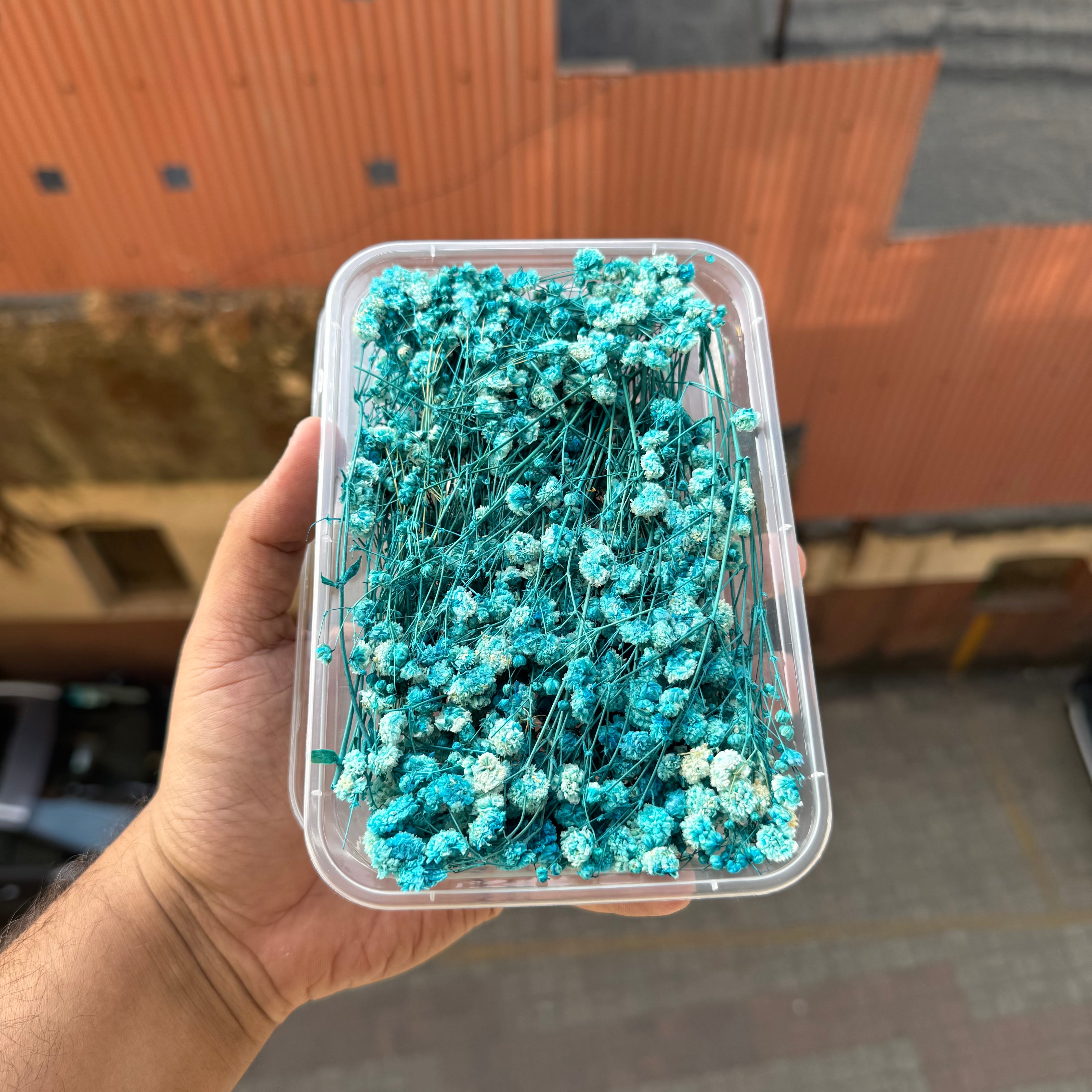 Original Baby Breath