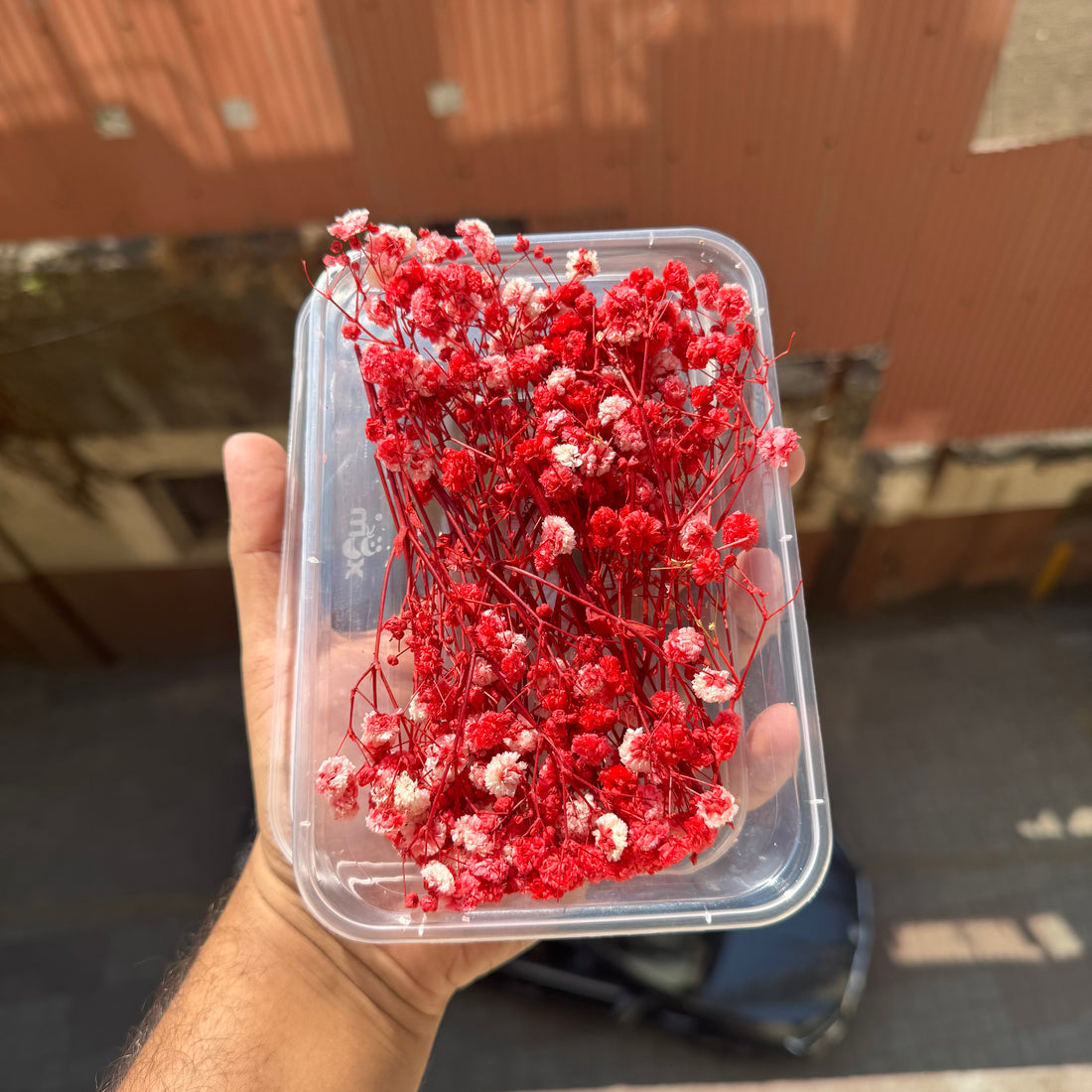 Original Baby Breath