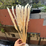 Pampas Stick 5pcs - Artificial Flower