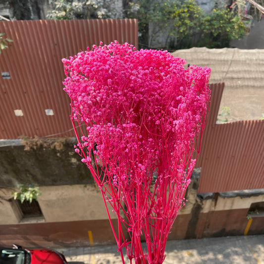 Original Baby Breath