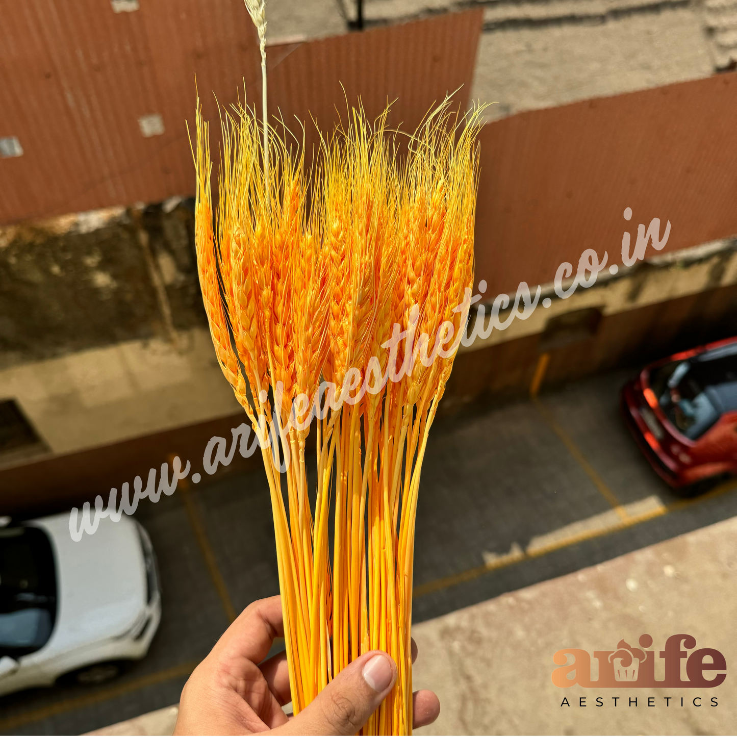 Wheat Bloom Sticks Orange