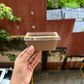 Mini Metallic Loaf Liner With Lid - Bake And Serve (10pc)