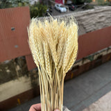 Wheat Bloom Sticks