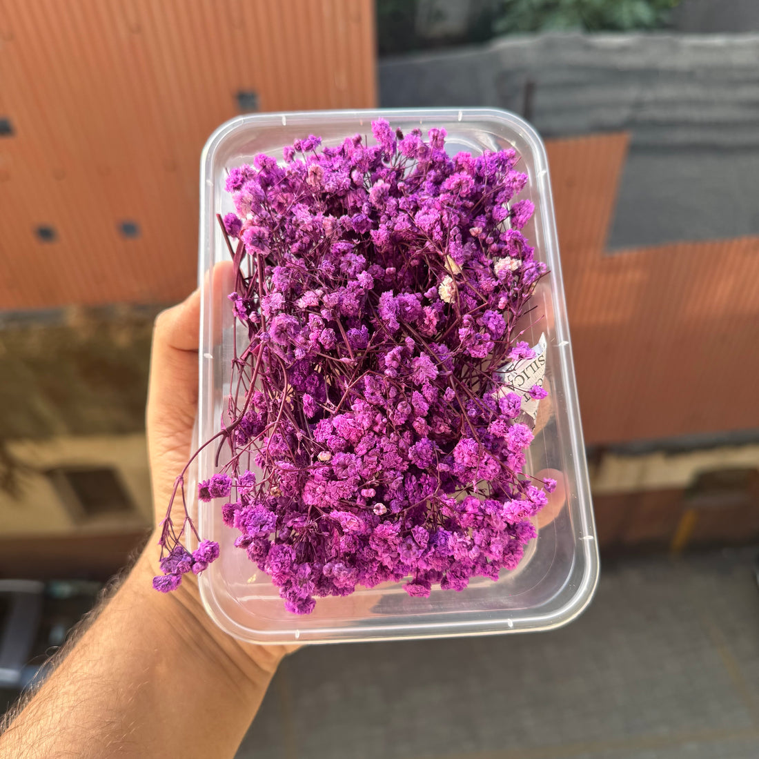 Original Baby Breath